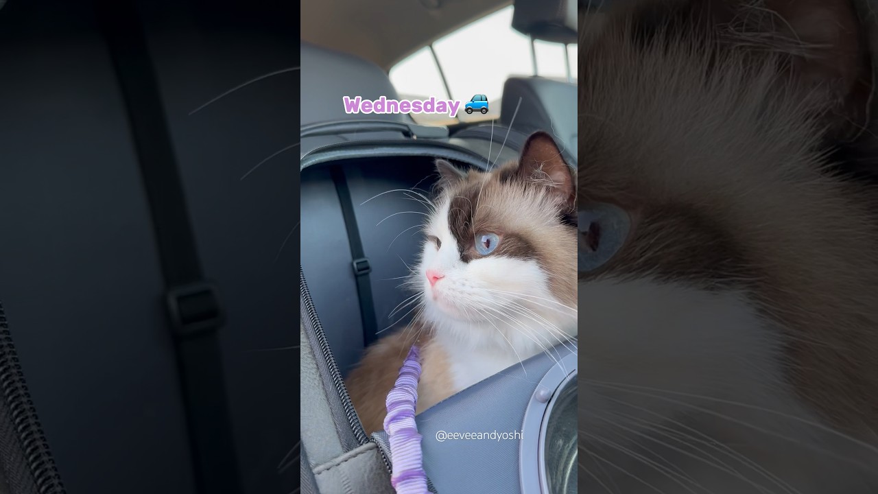 Eevee was celebrating Tall Tuesday