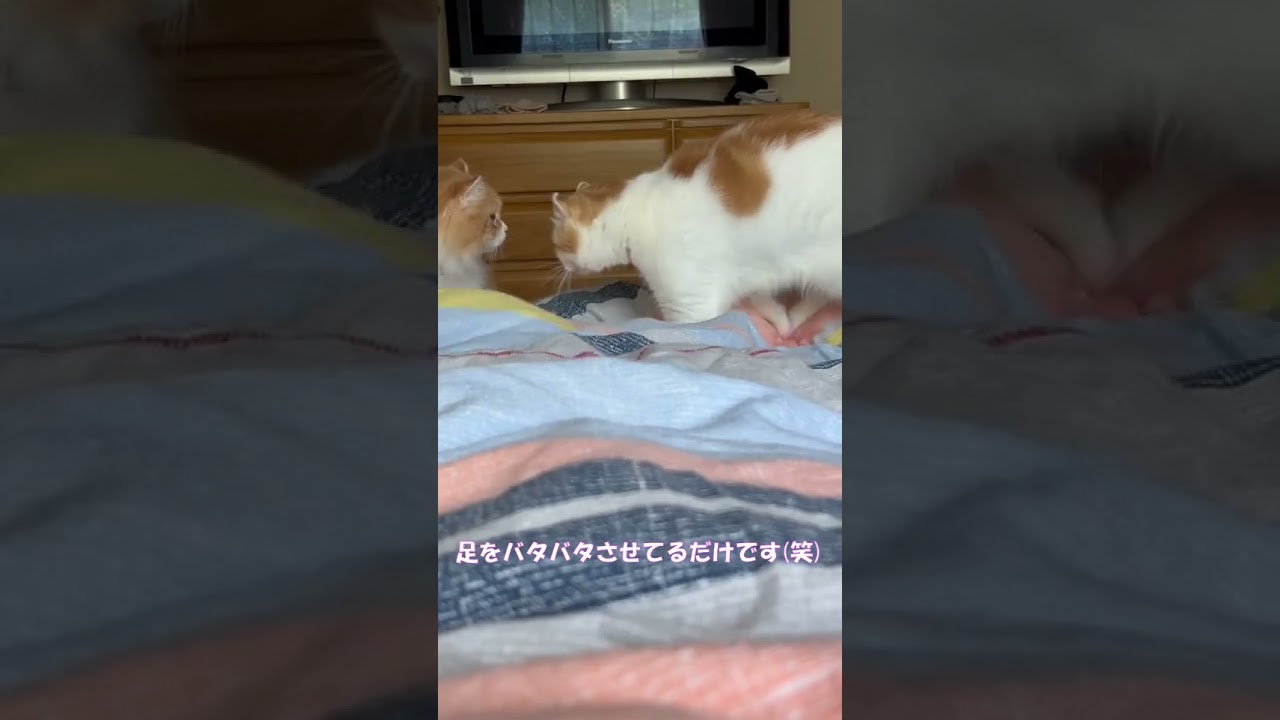 変なことはしてないですよ(笑) #shorts  #猫 #アメリカンカール #cat