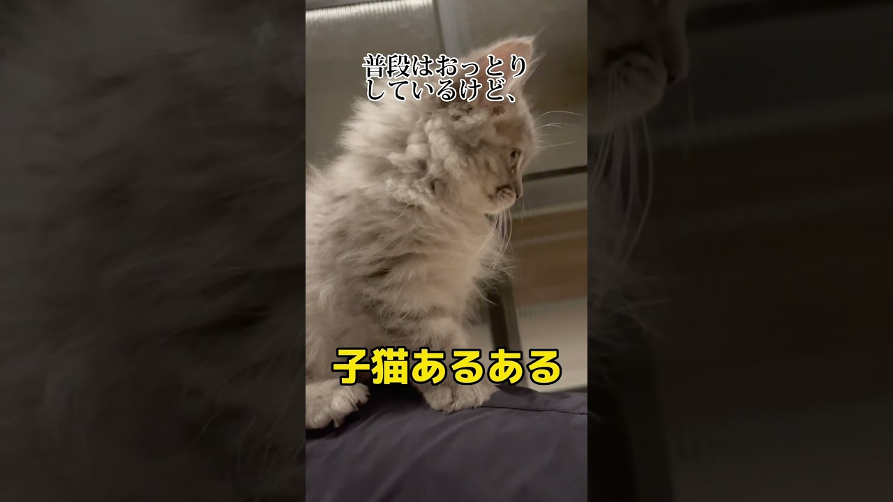 これって猫あるある…？ #つまみちゃん #ラガマフィン #かわいい #kitten #猫 #cat #子ねこ #shorts