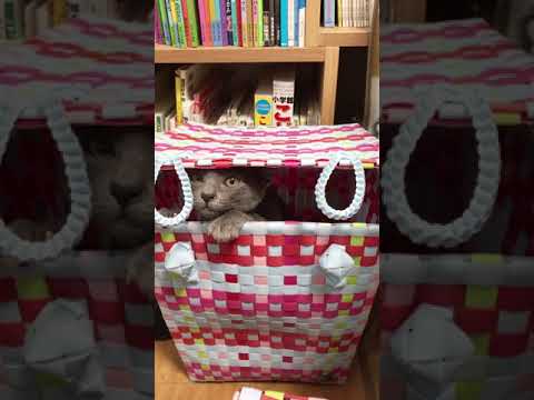 Cat Popping Surprise Box #shorts