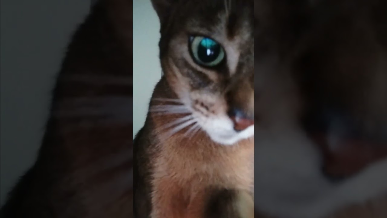 ネコ動画あび＃1626　あびの毎日　アビシニアン　あび