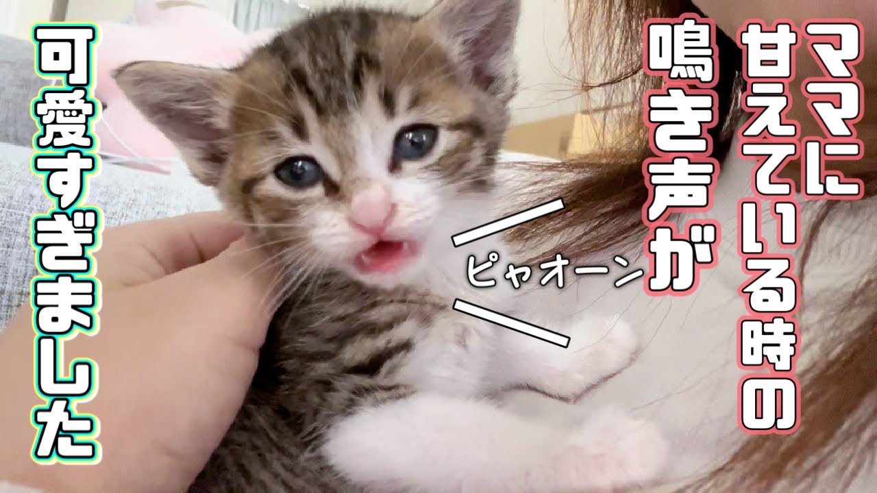 【保護猫】ママに甘えながら何かを訴える子猫の鳴き声が可愛すぎるw