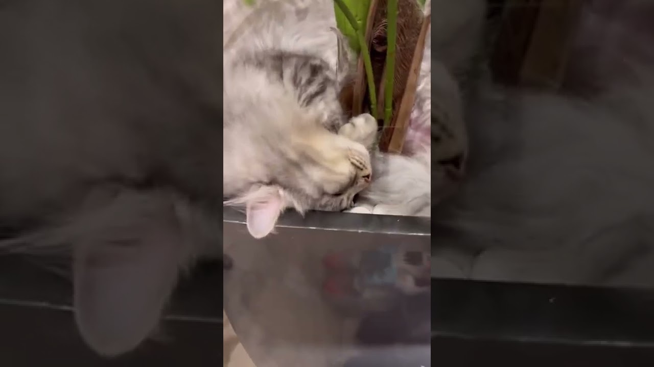 お気に入りの場所で気持ちよさそうに眠る猫がかわいい…😪♡　#Shorts