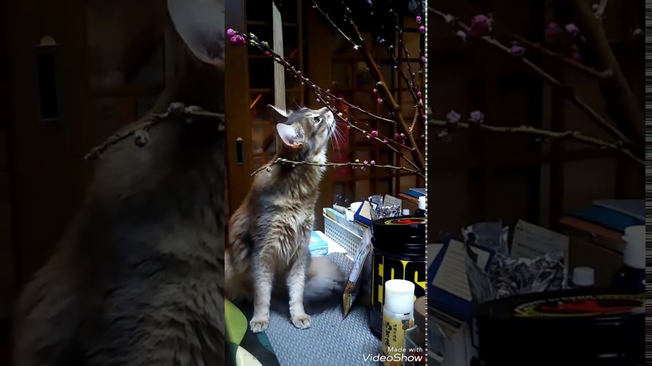 ソマリちゃん💗これ美味いの？？