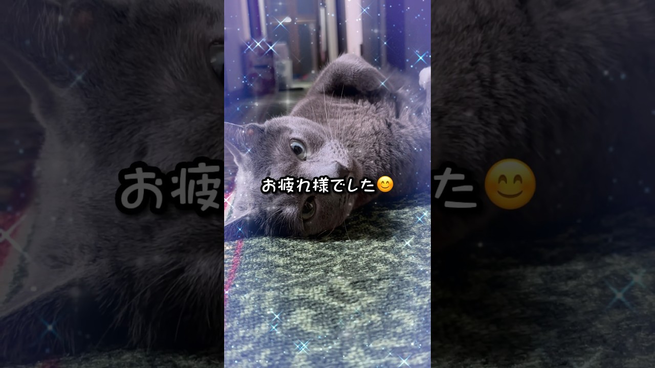 【ロシアンブルー】めろん、今週も穏やか、元気に過ごせました🥰【猫】#shorts