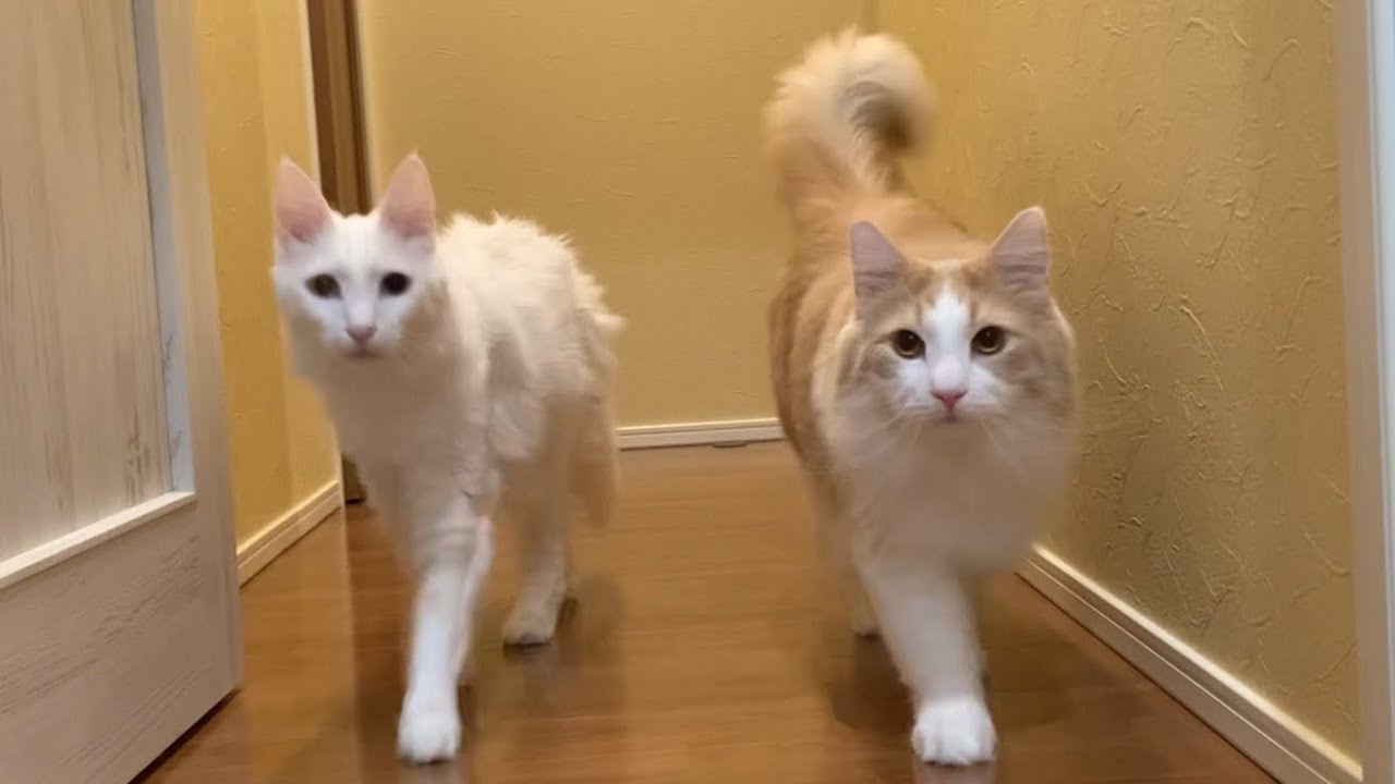 【シンクロ特集‼︎】仲良くウォーキングする、ターキッシュアンゴラとノルウェージャンフォレストキャット❤️