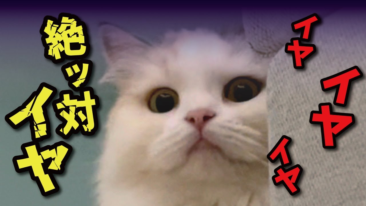 つくしがイヤイヤ期に入ってしまいました【関西弁でしゃべる猫】