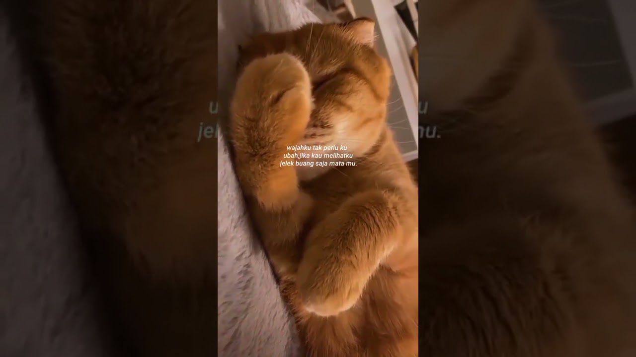 International Cat Day 2021 ✨ Manx Cats ✨ Manx Cat ✨ National Cat Show 2021 ✨ Funny Cats Nesia