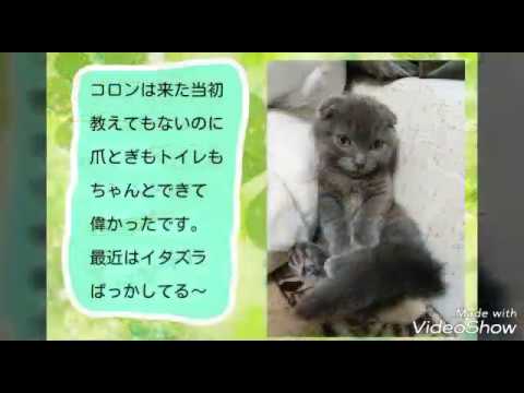 トンキニーズとマンチカン