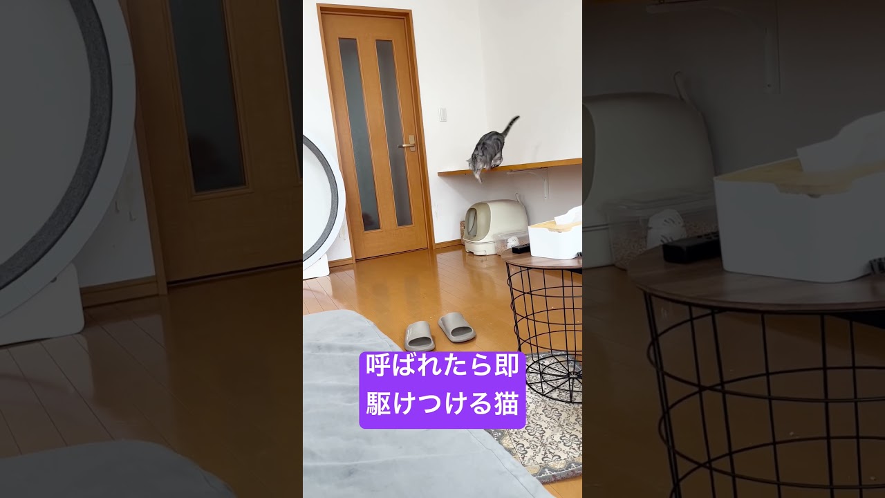 呼ばれたら即駆けつけるアメリカンショートヘアのあいちゃん #shorts