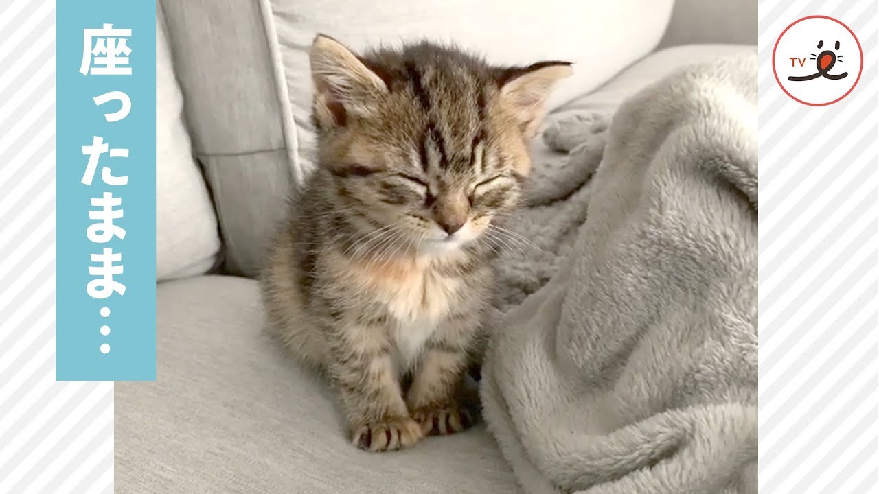 「眠すぎて１ミリも動きたくない…💤」器用に座ったまま寝ちゃう子猫💓【PECO TV】