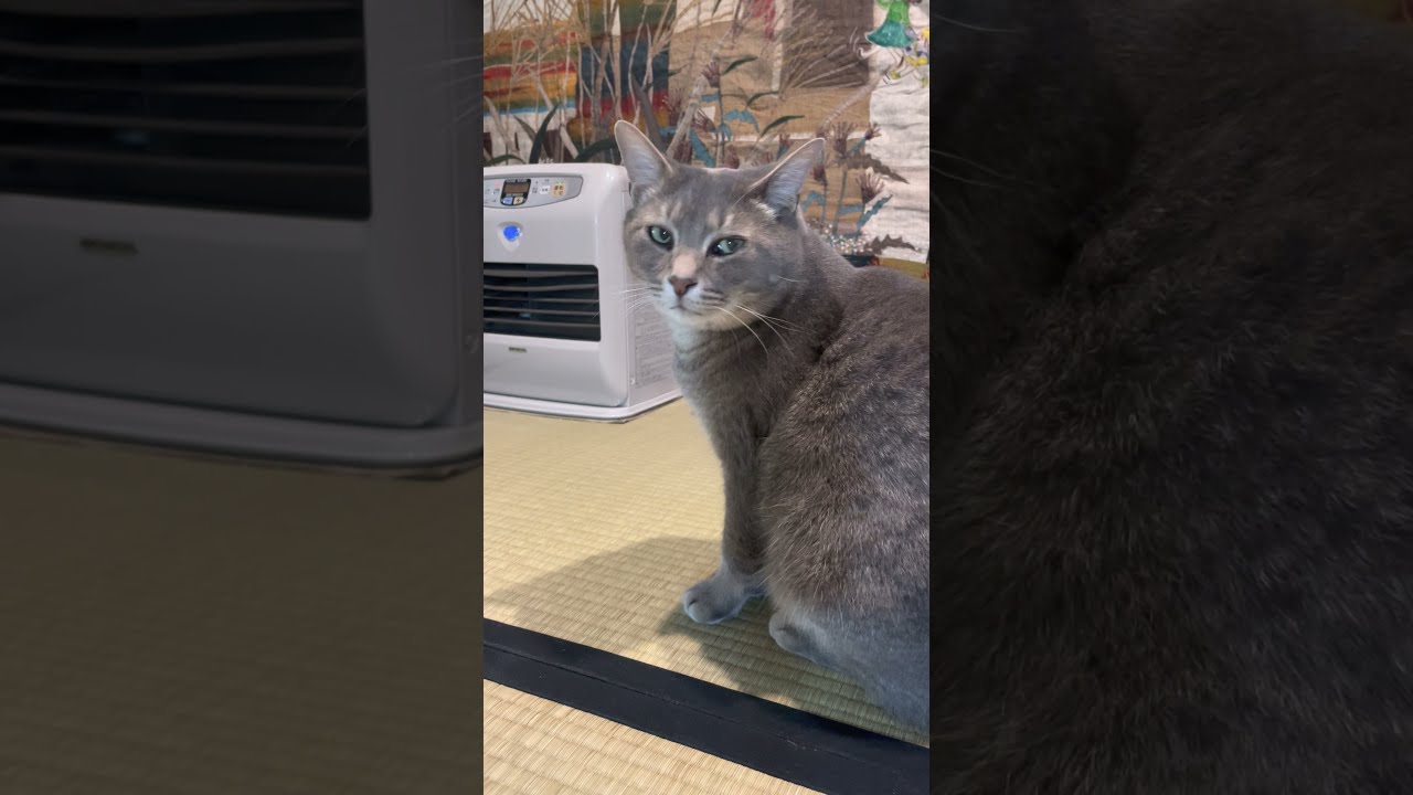 #風の猫　ずっと待っていた猫..　おばあちゃんを見て、ほんとにそれで大丈夫？..と心配そうな顔…　#shorts