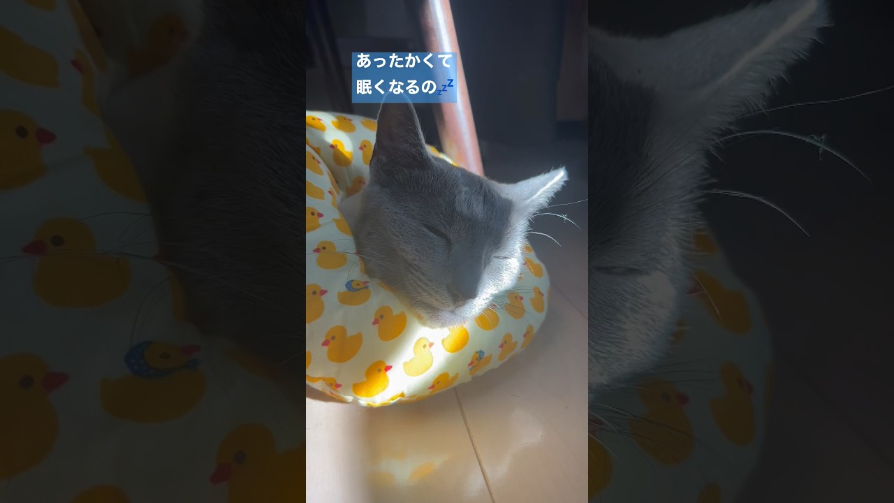 日向ぼっこ #Shorts #ロシアンブルー　#ねこ　#ねこ動画　#cat #猫　#Russianblue