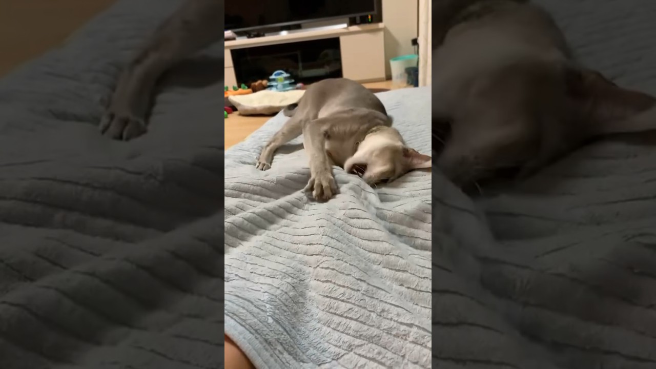 お布団を使って、遊ばれる弟者