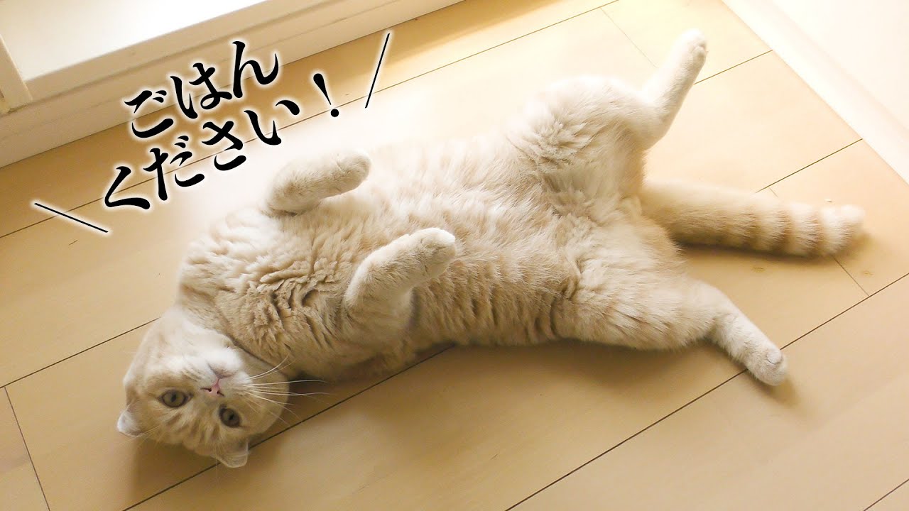 ヘソ天しながらごはんの催促をする子猫【スコティッシュフォールド】