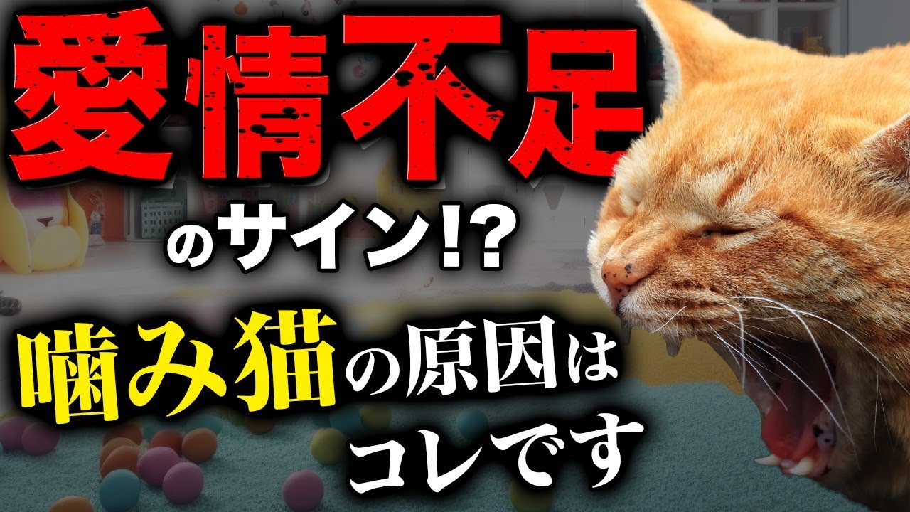 噛み癖は"超簡単"に治ります！今日から実践できる噛み癖の予防方法や対策を猫のブリーダーがご紹介！