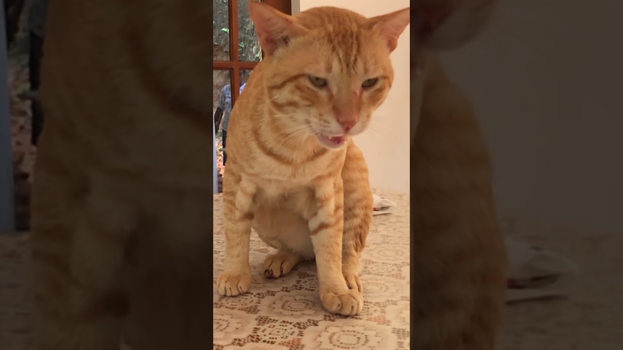 cutest and funniest golden brown cats.cats lifestyle diary.funny cats vedios