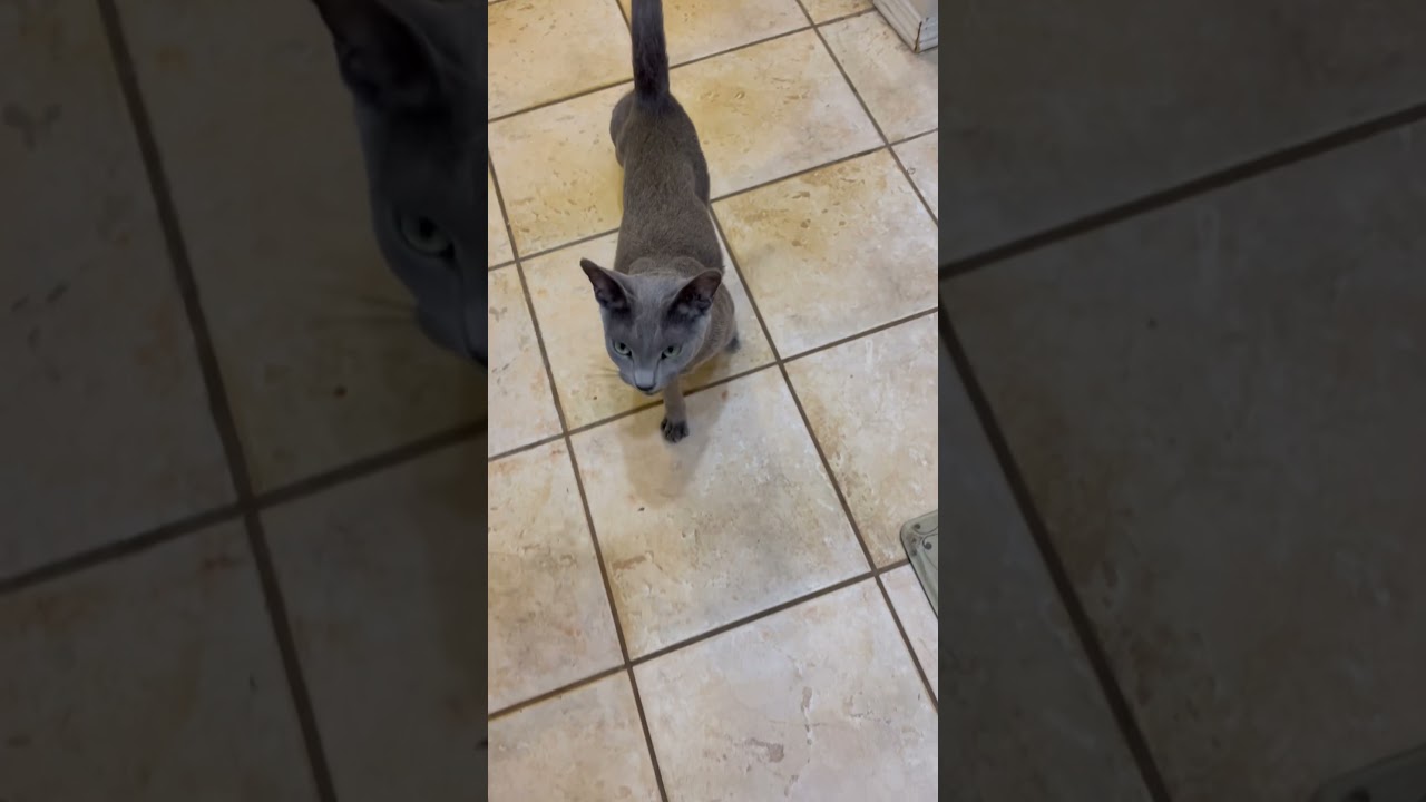 ドアを開けてとせがまれました【激かわ】#shorts #kitty