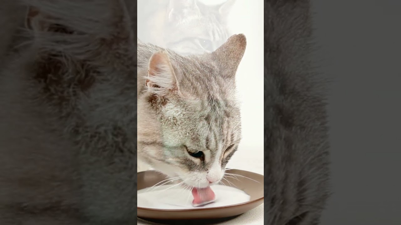 Do cat drink water? #Shorts #catdrink