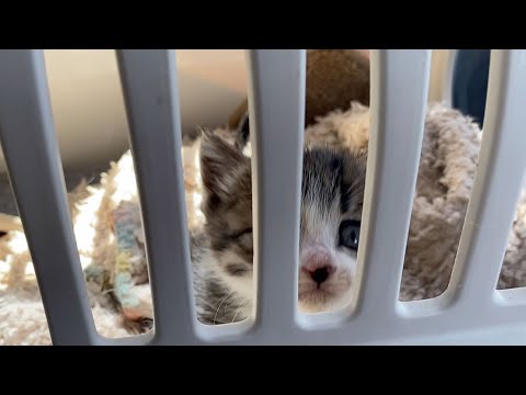 魔法のブランケットの力を借りて子猫のお出かけトレーニングを始めました🐈