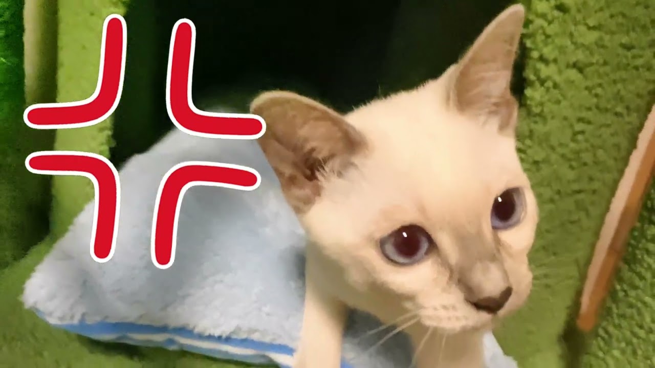 【 こねこ 】遊んで～を無視してたら怒りいじけた…。【 トンキニーズ 】