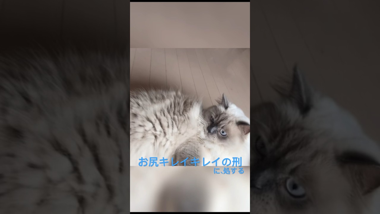 ブツ発見💡 #ネコ #ヒマラヤン #ショート