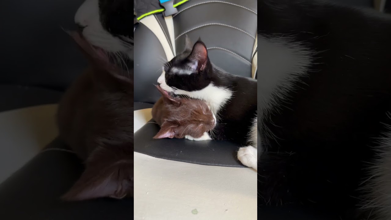 Brown Cat being licked #cats #kitten #catlife #catlover #catoftheday #browncat #viral #shorts