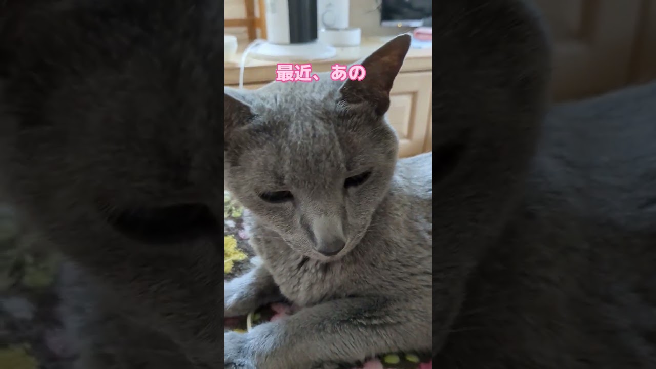 老猫の苦しみ🐈‍⬛  #ロシアンブルー #russianblue #老猫