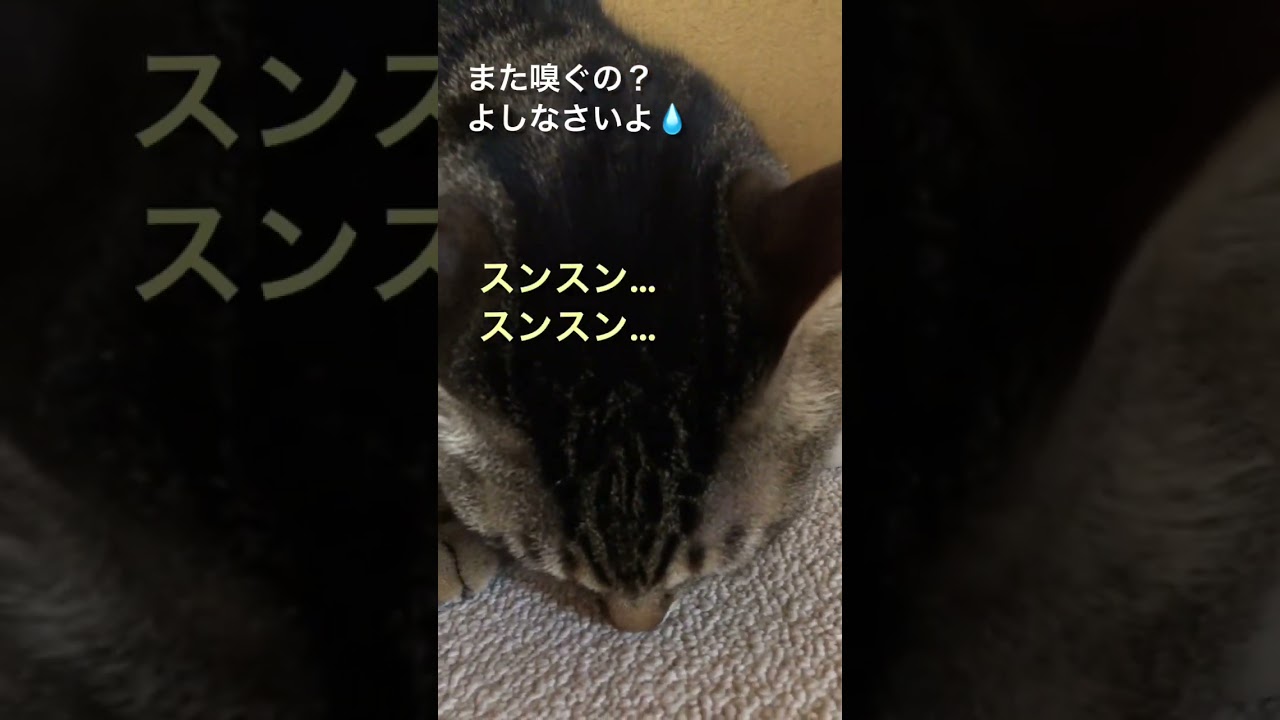 【猫の居る暮らし】フレーメン反応