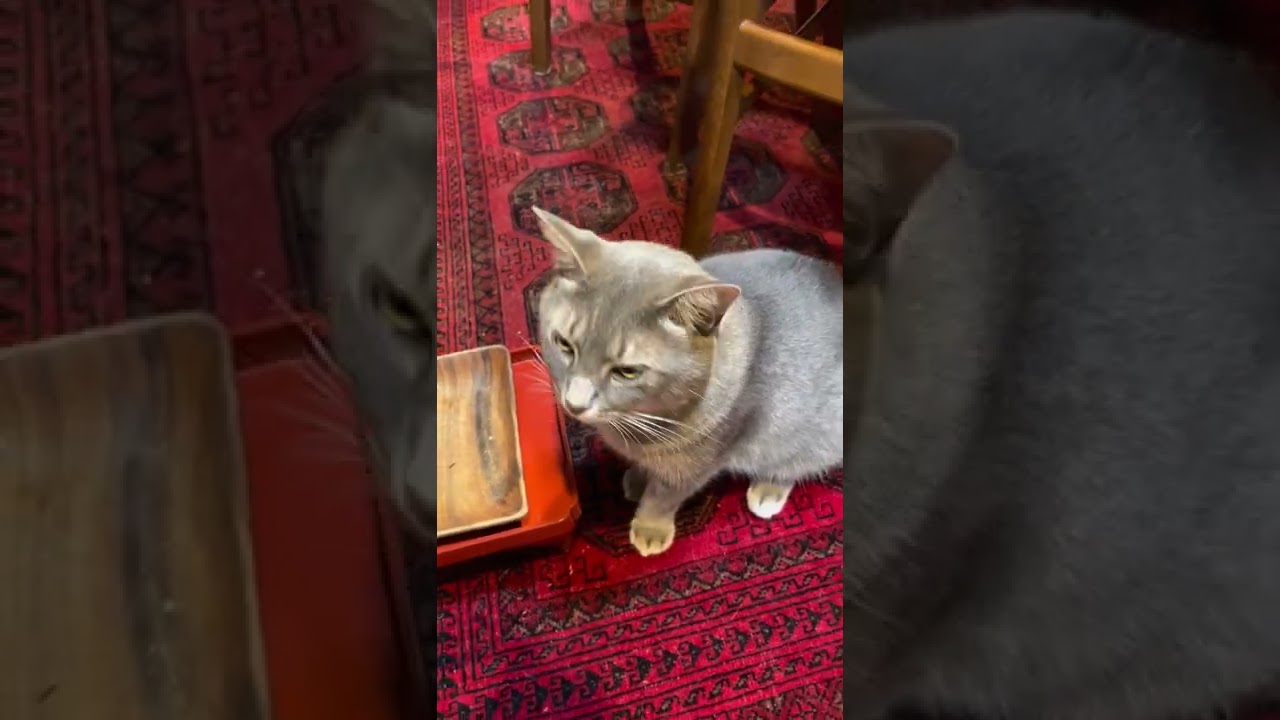 #風の猫　朝ごはん..　全部食べても..　同じ場所にいて..　まだ何か食べたい？と、尋ねられる猫…　　#shorts