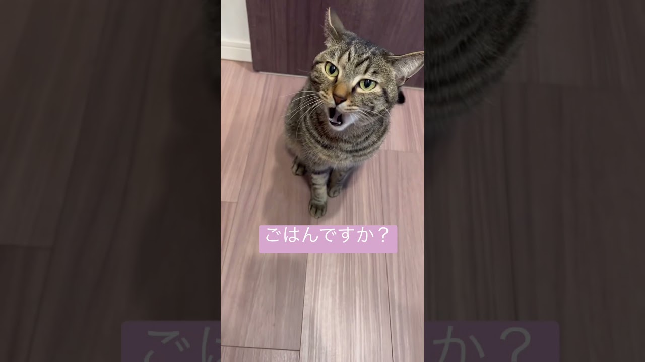 【猫動画】お腹空いたアピールをして返事をするちゃちゃこさん