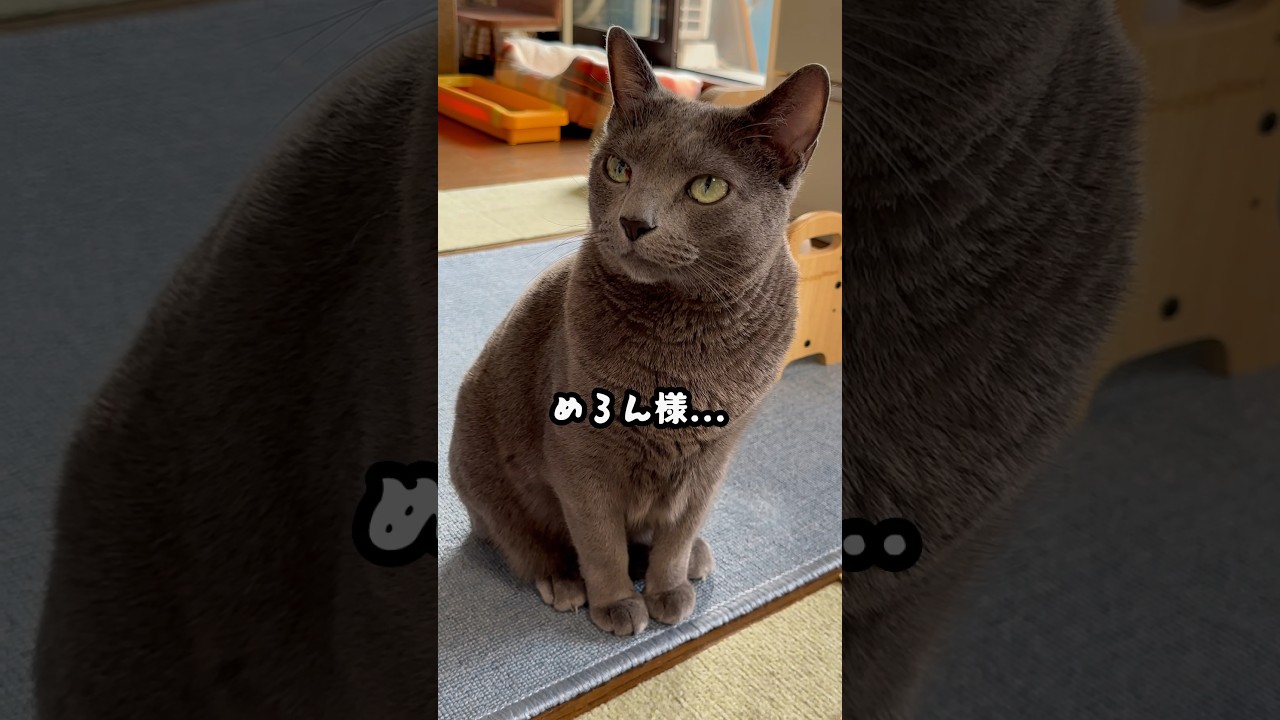 【ロシアンブルー】めろん、究極の甘えん坊ポーズ🤭【猫】#shorts