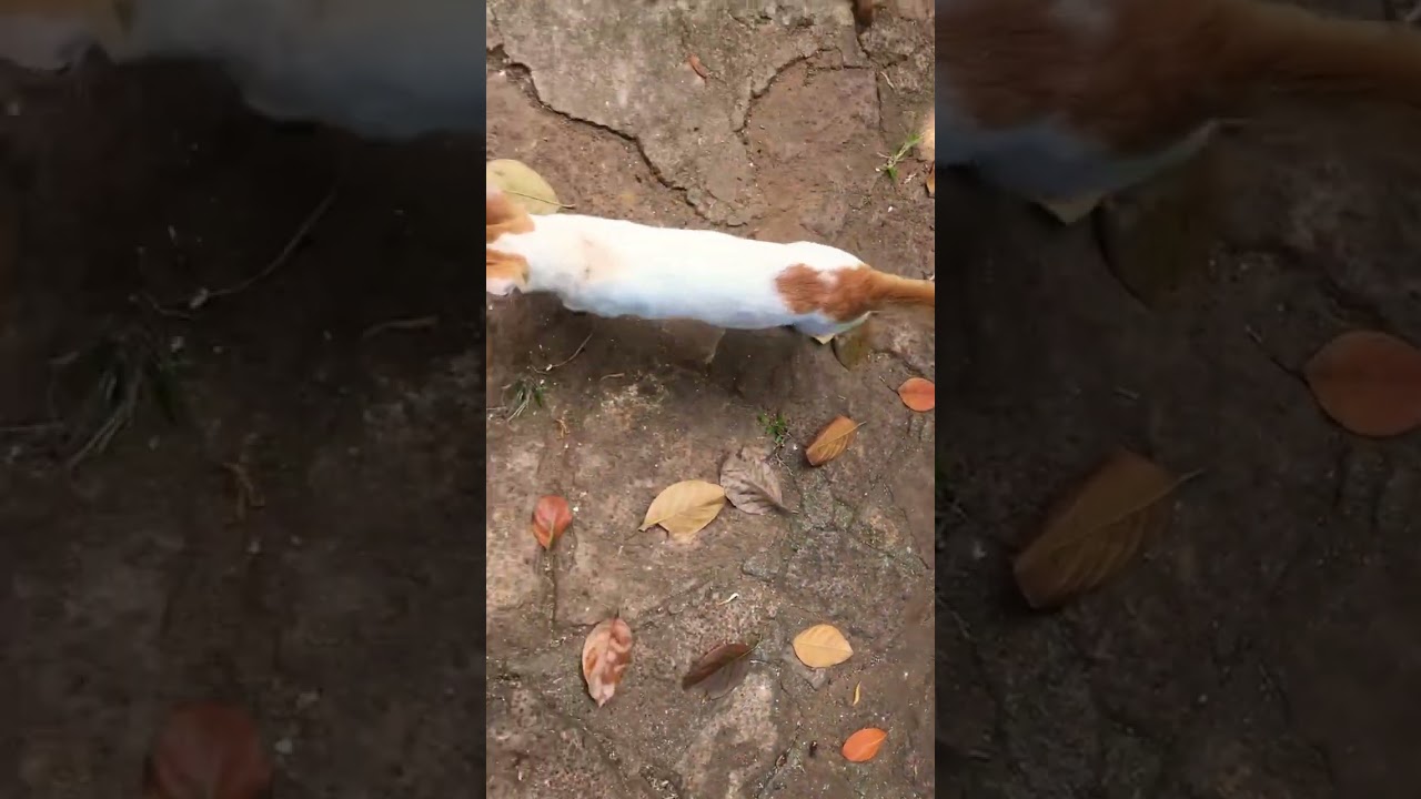 cutest and funniest whitish brown cat . cats lifestyle diary.funny cats vedios ♥️✅