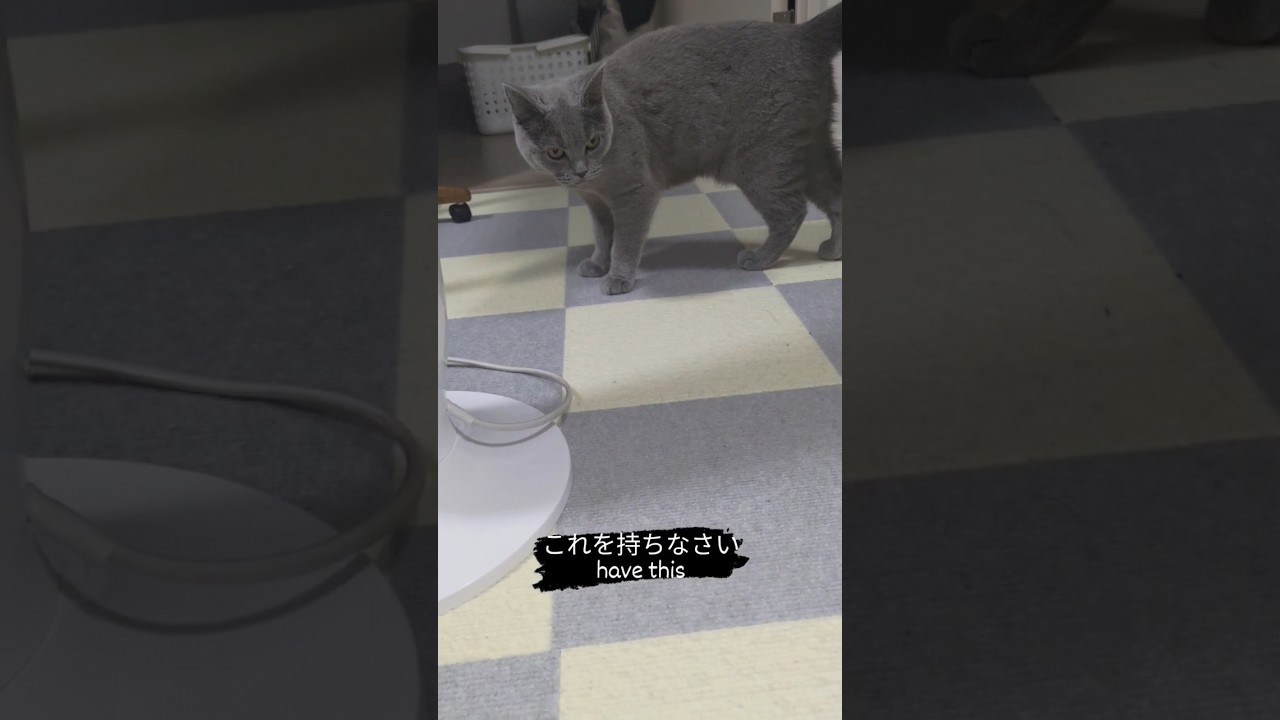 遊びたい猫のシャルトリュー（Chartreux, a cat that wants to play）