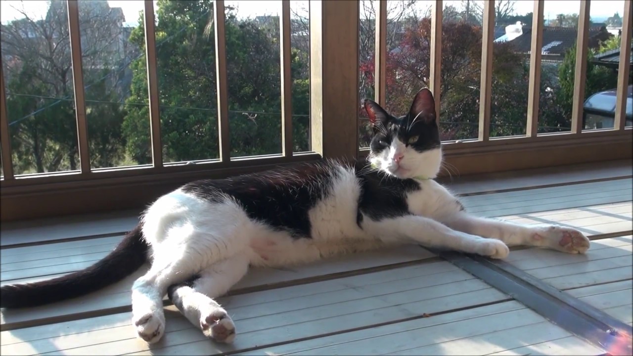 【ぽかぽか】ベランダで日向ぼっこ【うとうと】（Cute Japanese cats　可爱的日本猫　일본의 귀여운 고양이들　Chats japonais mignons）