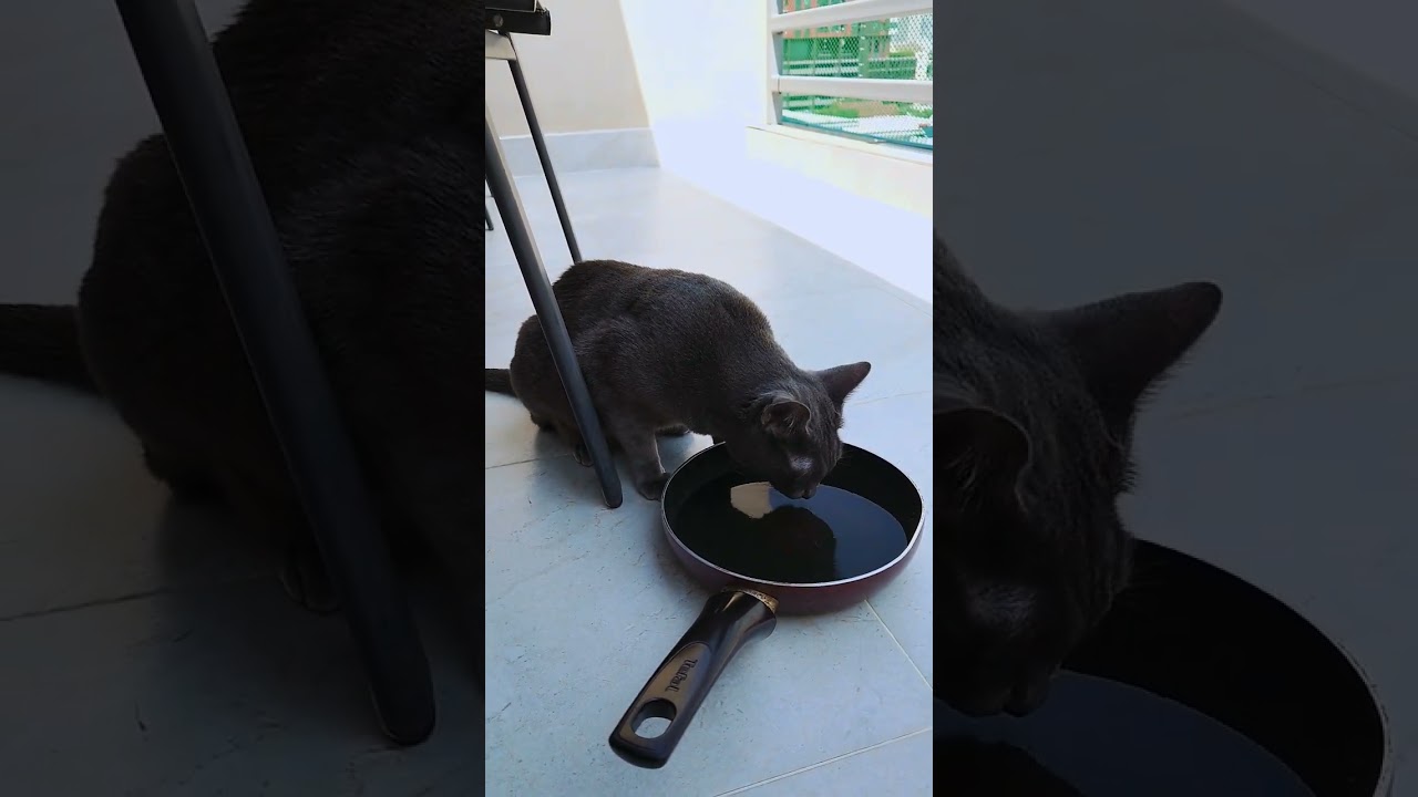 Fry Pan Cat フライパン水 みんな大好き #Shorts