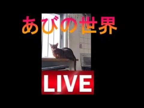 ネコ動画あび＃1623　あびの毎日　アビシニアン　あび