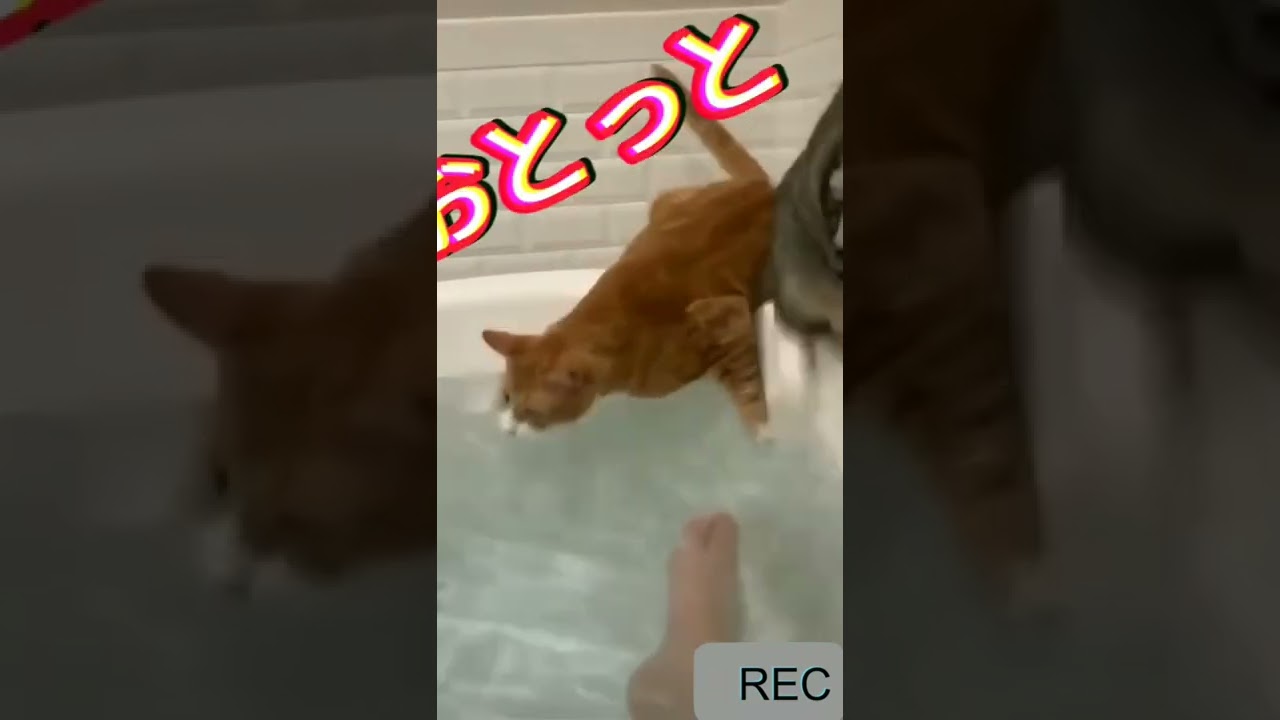 【危機一髪】これはヤバいかもね・・・　#ねこ #猫 #家猫