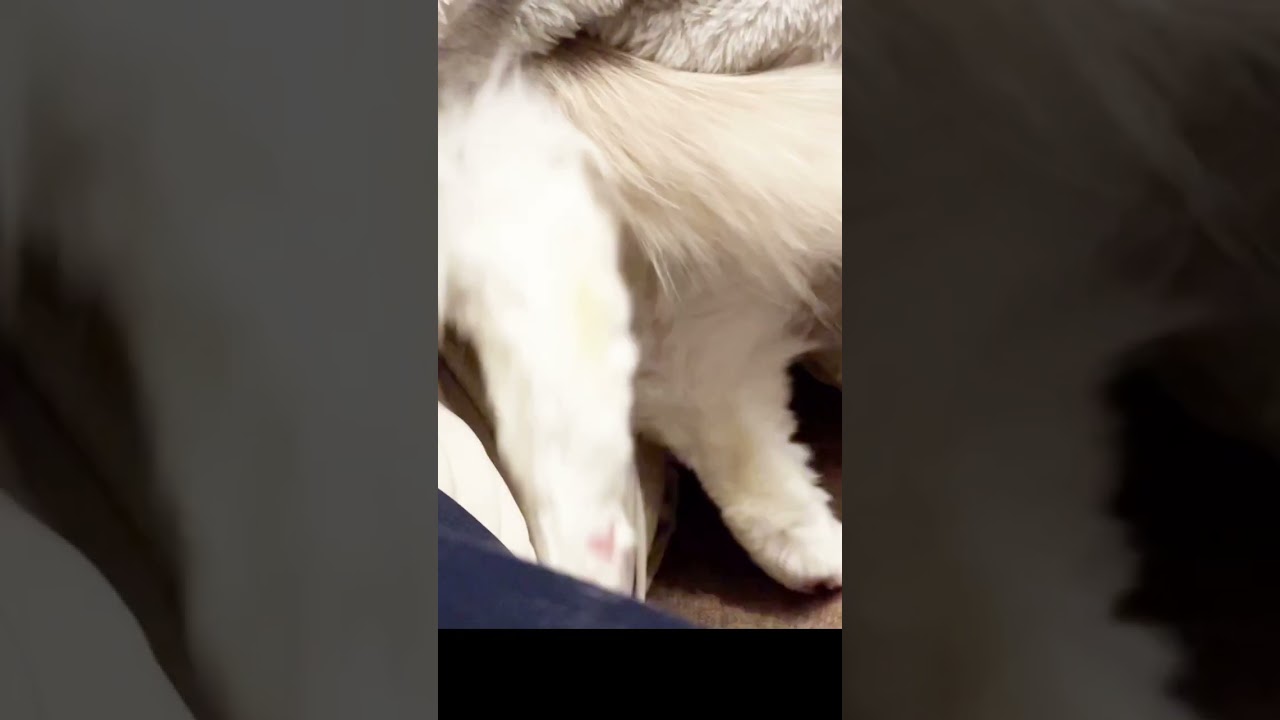 猫を吸い込む炬燵はコレです #shorts #cat #ラグドール
