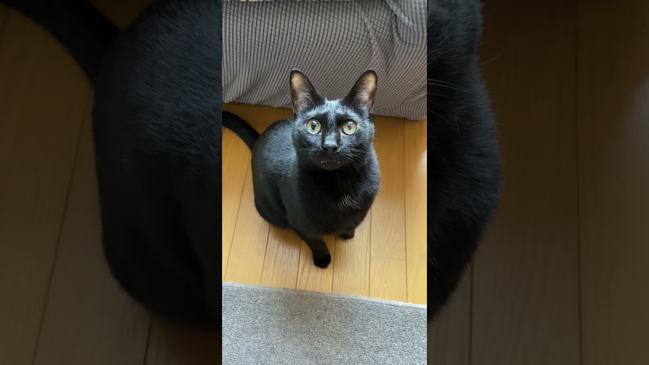 見てる猫 - Cats looking at me - #Shorts
