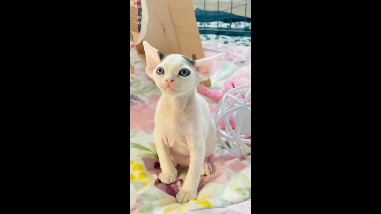 Devon Rex 💎ZI ZI ZAC Hasu’Neko*PL💎  5 weeks 🐈 Loved BOY 🐈