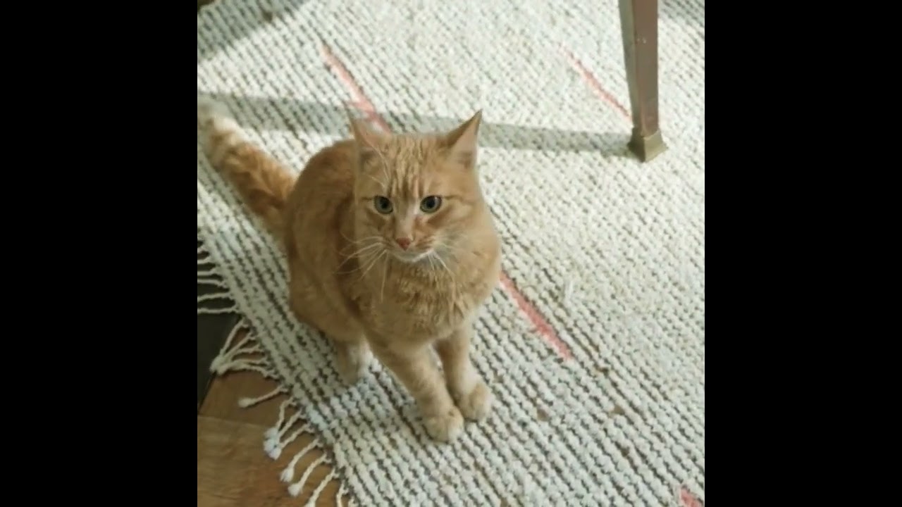 brown cat .#shorts #animalshorts #petcat #cutecat