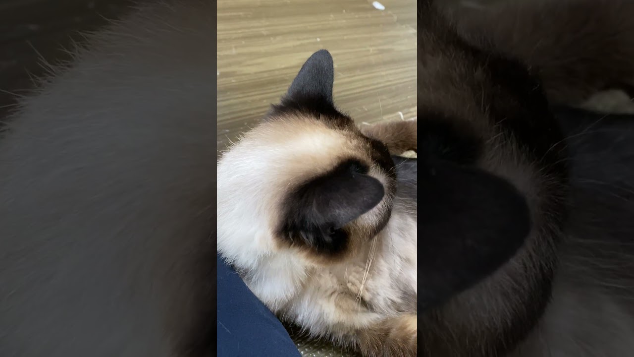 【2023.06.17】今日のシャム猫のふくさん（音無し）【たぬき猫】 #shorts