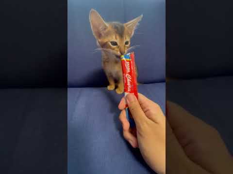 アビシニアン ハンサムな猫 ルディ