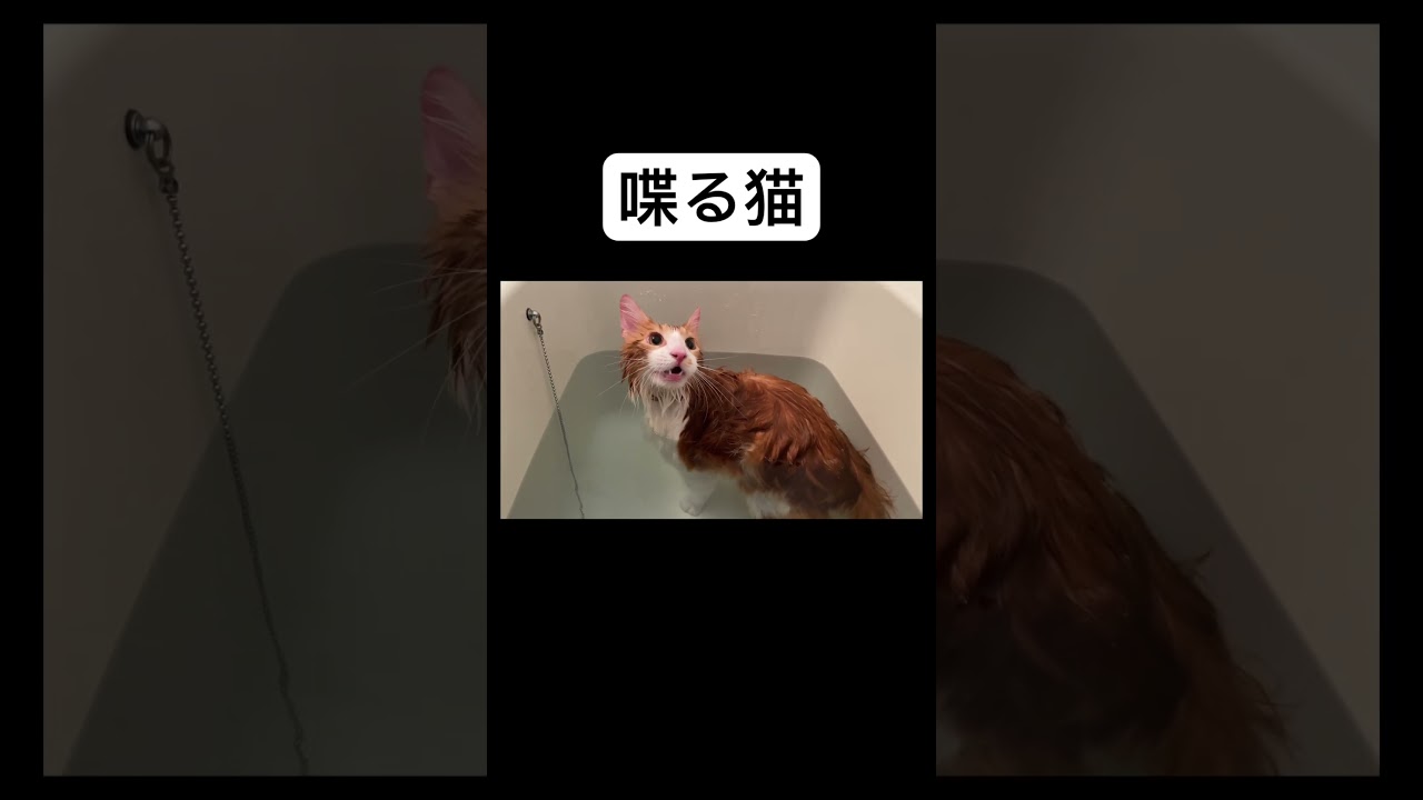 喋る猫 #メインクーン #しゃべる猫 #スマブラ参戦