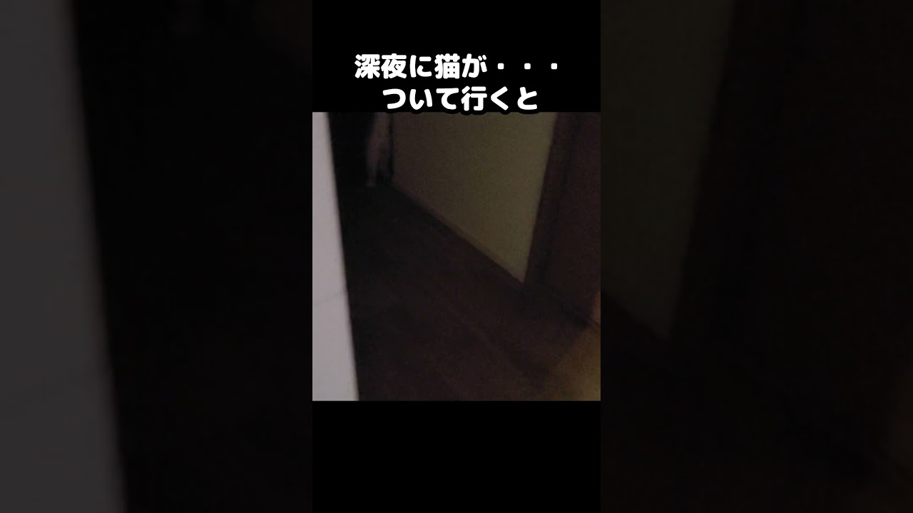 深夜に猫が何処かへ行くのでついて行くと...#shorts