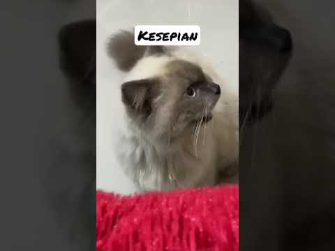 Mencari Teman #shorts