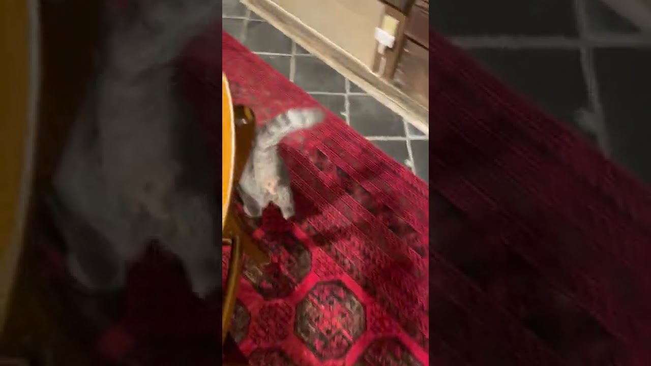 #風の猫　金魚を観ていると..　金魚元気だね..　と、振り返り..　オヤツは食べずに網戸に向かう猫…　#shorts