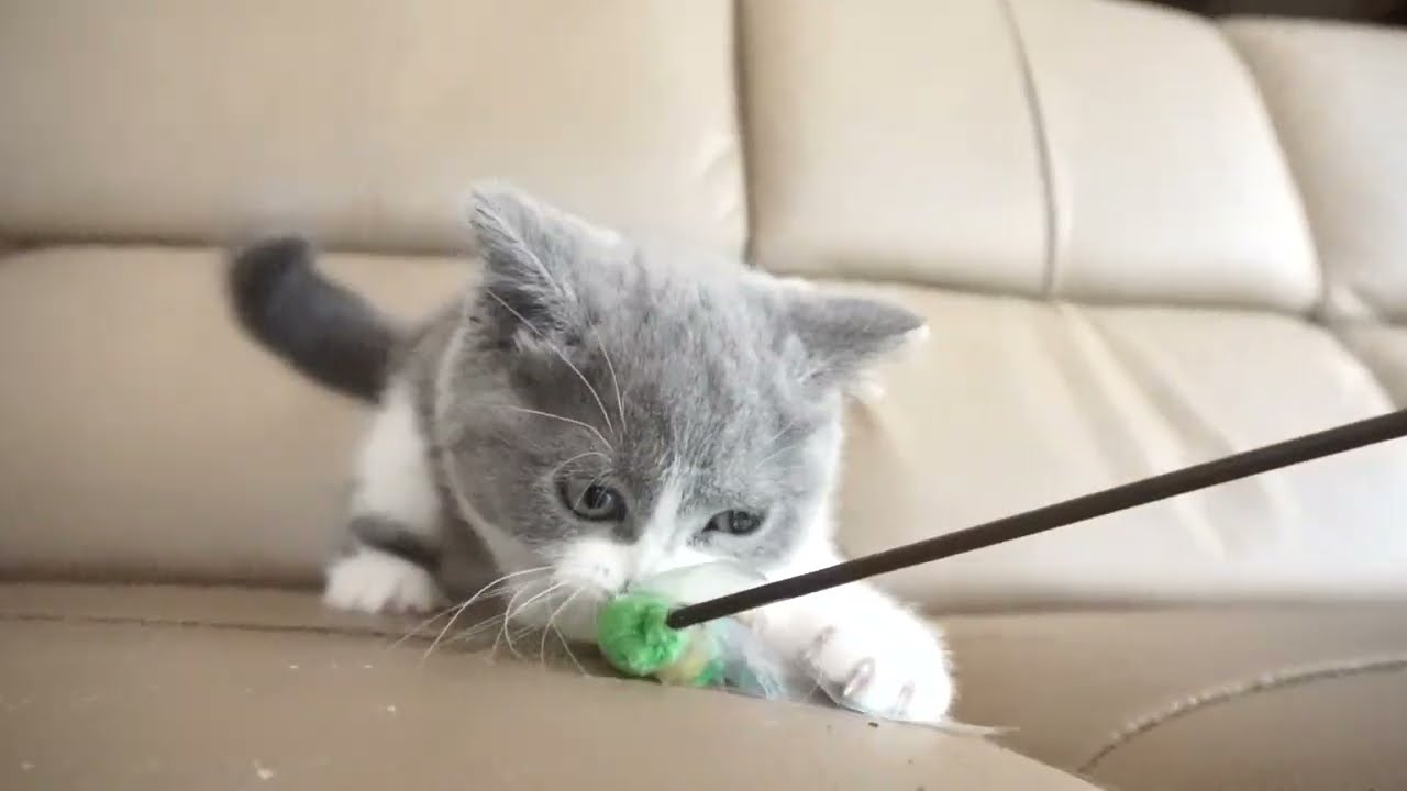 ブリティッシュショートヘアー子猫　British Shorthair　2023.2.25 産まれ　ブルー&ホワイト　女の子　シーダキャット猫のお店