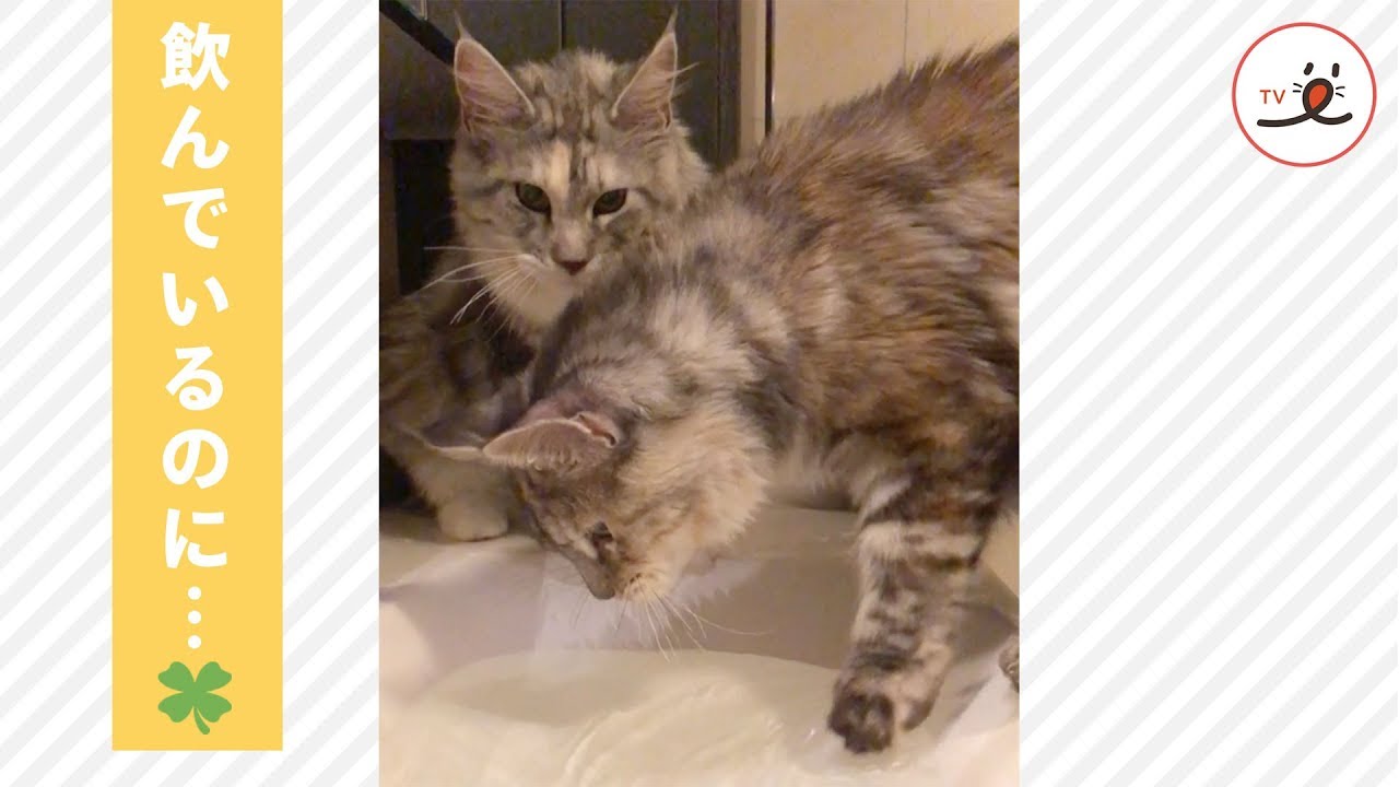 お水を飲んでいたら突然、姉妹猫がやってきて…❣️【PECO TV】